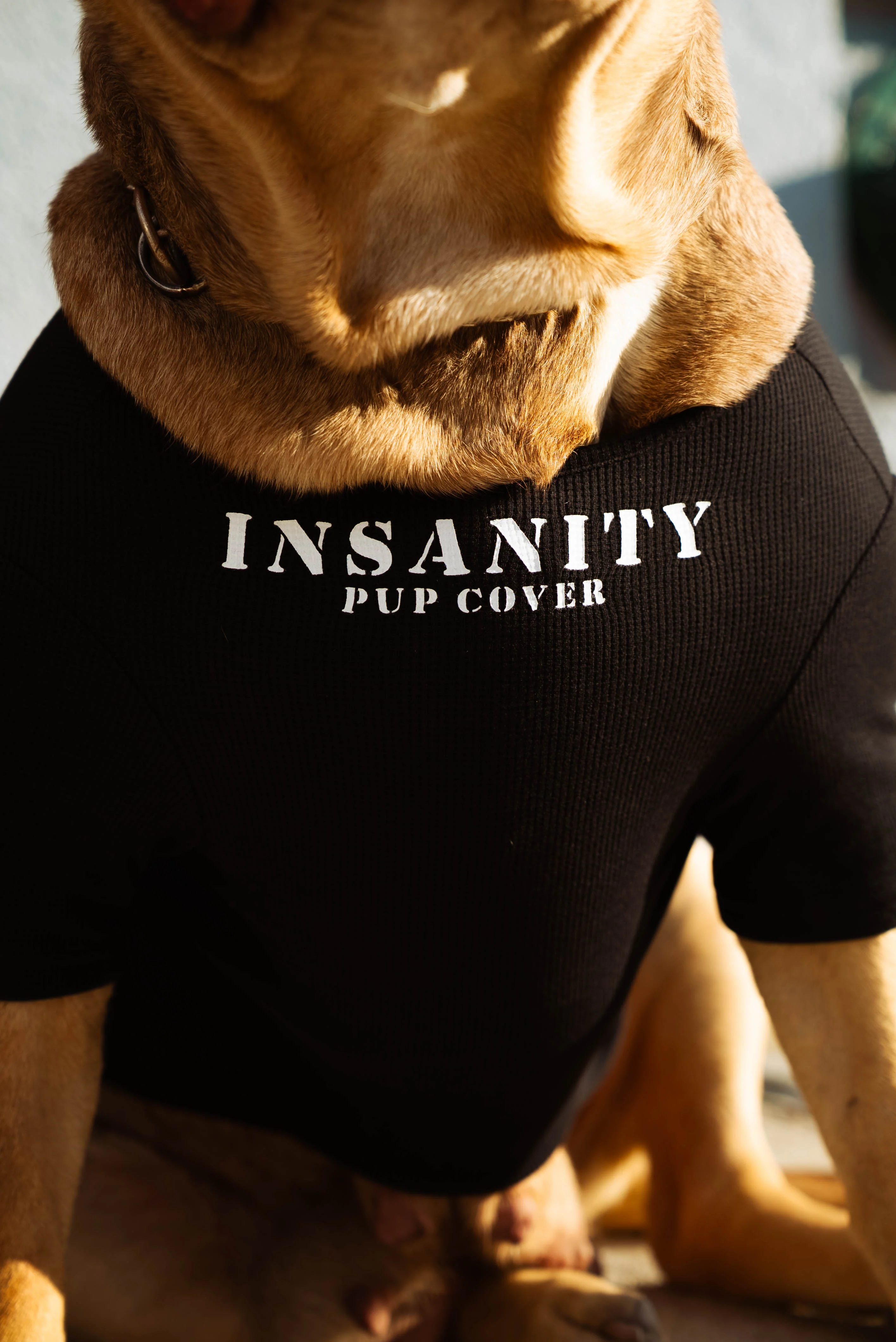 Pup Cover - Image 7